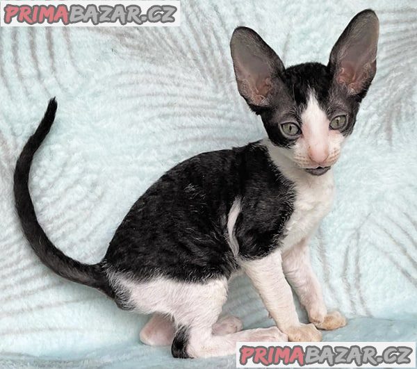 Krásná poloviční koťátka Cornish Rex.