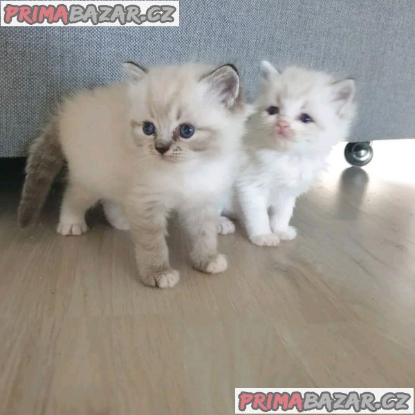 Rodokmen koťátka Ragdoll Boy and Girl