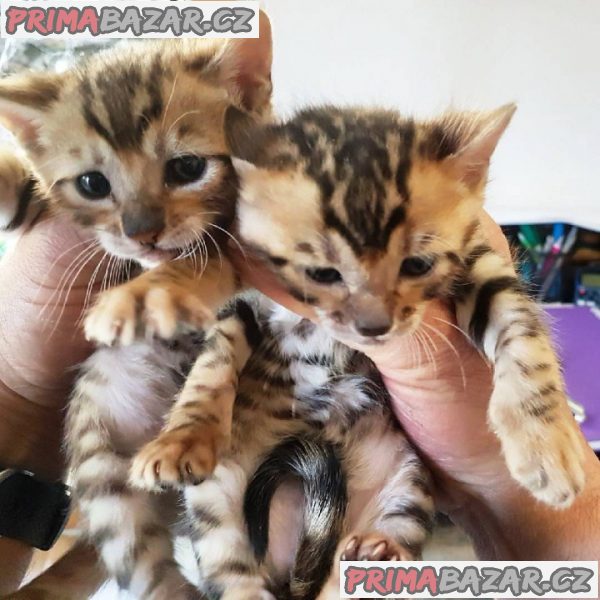 toyger-kitten-pro-novy-domov