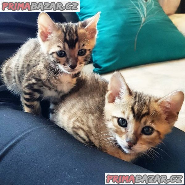 Toyger Kitten pro nový domov Toyger Kitten pro nový domov