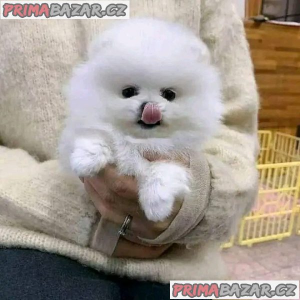 kc-pomeranian-baby-pripraveny-k-rezervaci