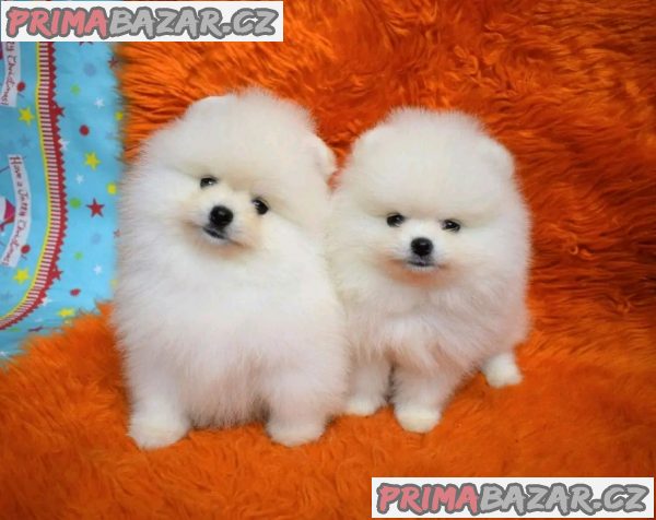 KC pomeranian baby připraveny k rezervaci