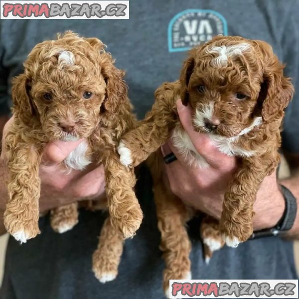 KC reg CAVAPOO štěňata