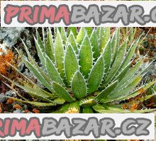 sazenice-agave-horrida-subsp-horrida-mexcalmetl