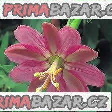 Sazenice Passiflora mollissima - mučenka banánová Sazenice Passiflora mollissima - mučenka banánová