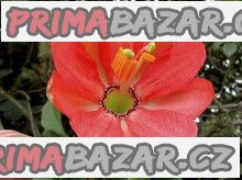 Sazenice Passiflora mixta - mučenka promísená Sazenice Passiflora mixta - mučenka promísená