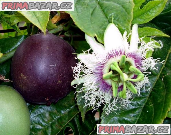 Sazenice Passiflora edulis - mučenka jedlá vel. cca 10 - 15 cm Sazenice Passiflora edulis - mučenka jedlá vel. cca 10 - 15 cm