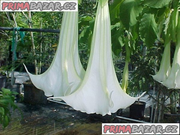 sazenice Brugmansia arborea - andělská trumpeta