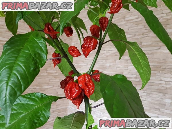 ♣ 100 x semena Chilli Carolina reaper Zvýhodněná nabídka