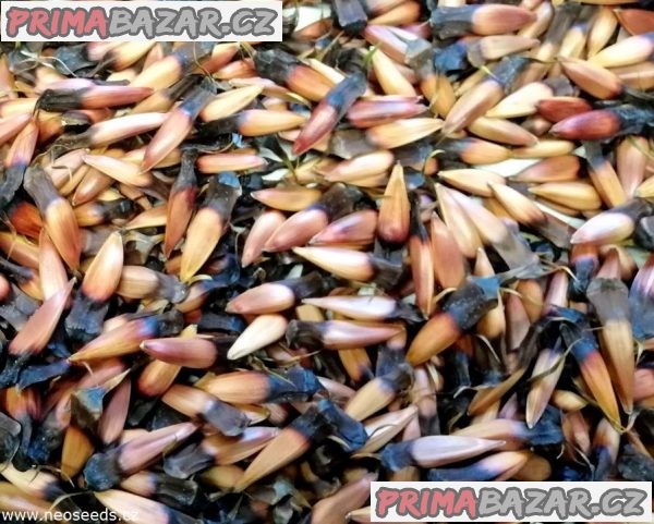 ♣ 5 x semeno Araucaria araucana - blahočet chilský Zvýhodněná nabídka