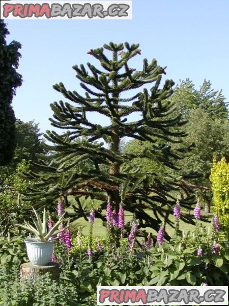 ♣ 5 x semeno Araucaria araucana - blahočet chilský Zvýhodněná nabídka