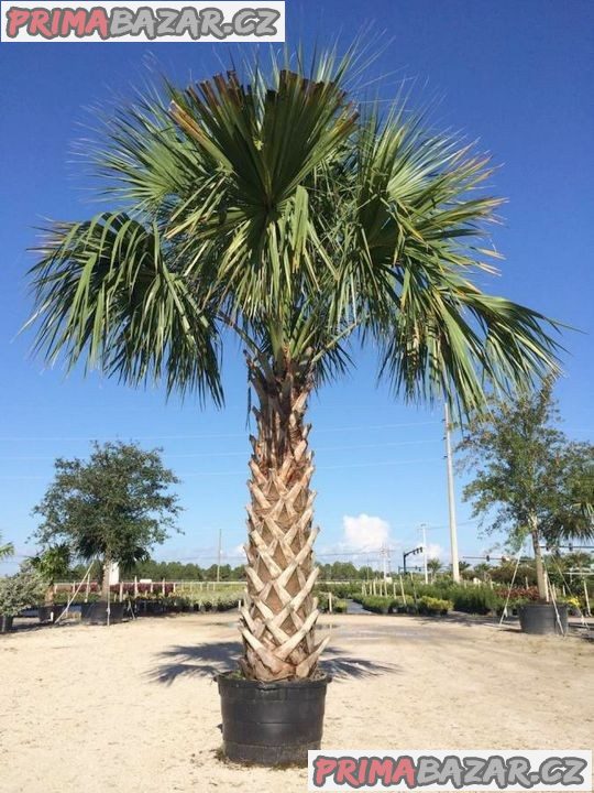 sazenice-palma-sabal-palmetto-vel-cca-10-cm-1-2-listy