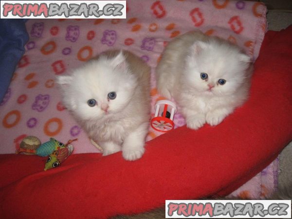 Prodám perské kotě