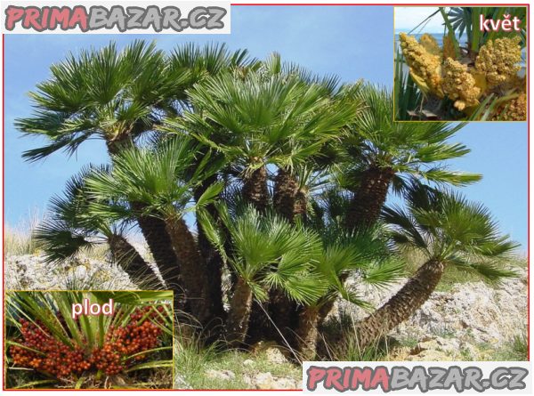 sazenice palma Chamaerops Humilis