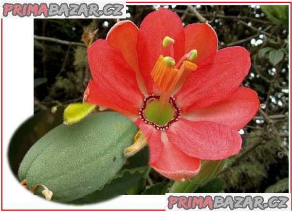 Sazenice Passiflora mixta – Mučenka promísená