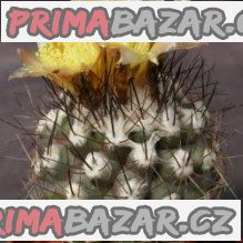 kaktus-copiapoa-vallenarensis-baleni-obsahuje-20-semen