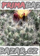 kaktus-coryphantha-durangensis-rodeo-nazas-baleni-obsahuje-20-semen