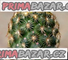 kaktus-coryphantha-echinoidea-sb-26-baleni-obsahuje-20-semen