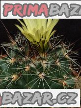 kaktus-coryphantha-gladispina-djf-757-45-baleni-obsahuje-20-semen