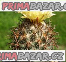 kaktus-coryphantha-kracikii-idd-068-03-baleni-obsahuje-20-semen