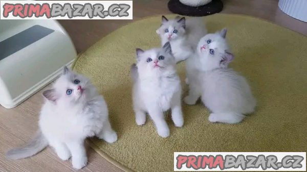 Krásná rodokmenová koťátka Ragdoll, 4 dívky a 2 kluci