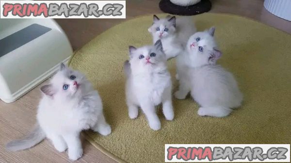 Krásná rodokmenová koťátka Ragdoll, 4 dívky a 2 kluci Krásná rodokmenová koťátka Ragdoll, 4 dívky a 2 kluci