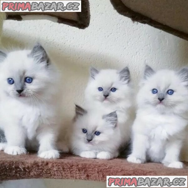 Krásná rodokmenová koťátka Ragdoll, 4 dívky a 2 kluci Krásná rodokmenová koťátka Ragdoll, 4 dívky a 2 kluci