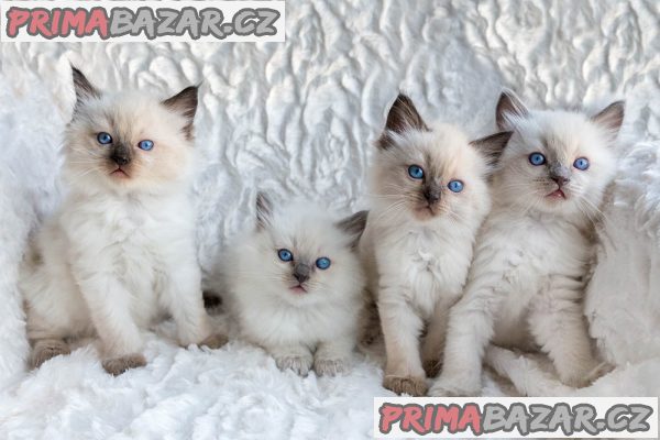 Krásná rodokmenová koťátka Ragdoll, 4 dívky a 2 kluci