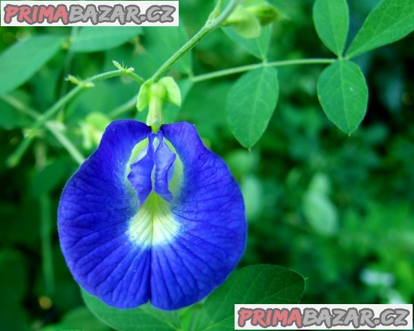 ♣ ♣100 x semeno Clitoria Ternatea - zvýhodněná nabídka