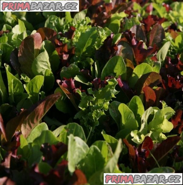 Salát listový směs barev Balení obsahuje 300 semen