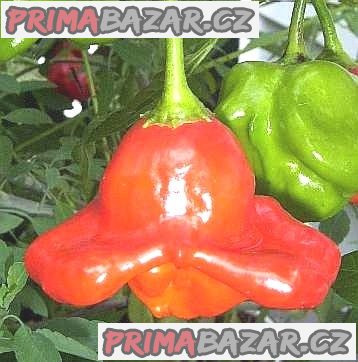 Chilli Bishop_s Crown - Biskupova čepice Balení obsahuje 10 semen