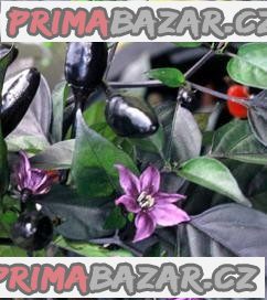 Chilli Royal Black Chilli Royal Black