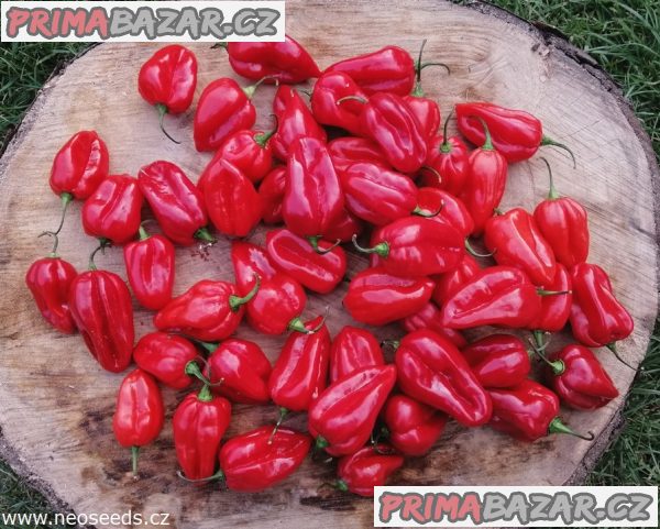 100 x semena Chilli Habanero Red Zvýhodněná nabídka