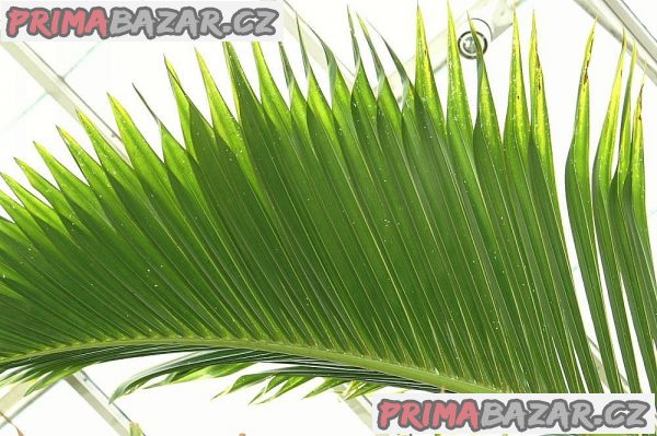 Palma Hyophorbe lagenicaulis Balení obsahuje 3 semena