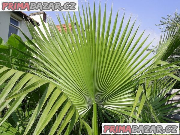 Palma Washingtonia robusta Balení obsahuje 5 semen