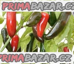 100 x semena Chilli Jalapeňo Tam Vera Cruz Zvýhodněná nabídka