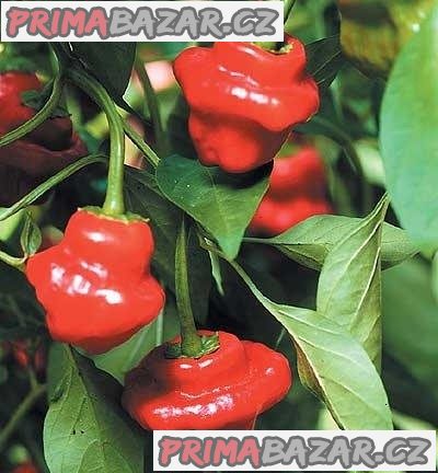 Chilli Jamaican Red Balení obsahuje 10 semen