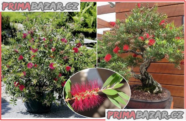 callistemon-citrinus-stetkovec-citronovy-semena