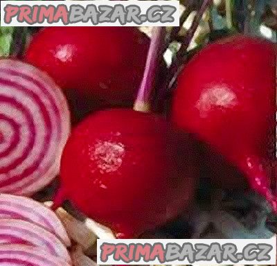 Salátová červená řepa Tonda Di Chioggia - semena