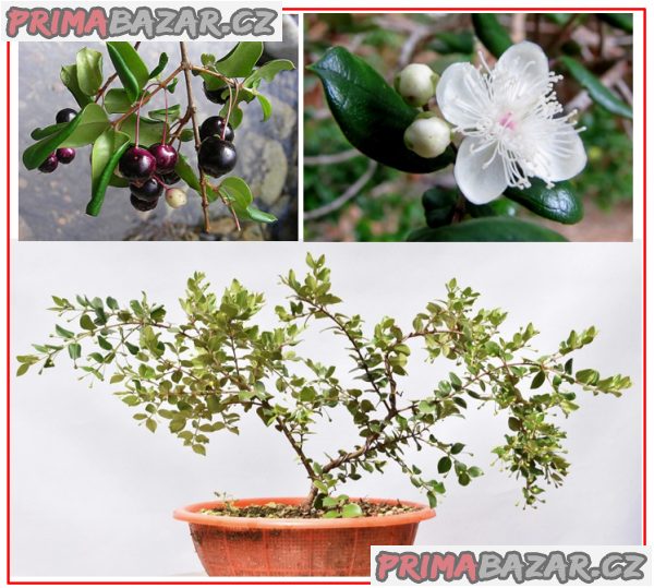 luma-apiculata-semena