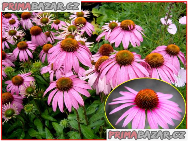 Echinacea Purpurea - Třapatka nachová - semena Echinacea Purpurea - Třapatka nachová - semena