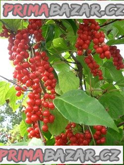 Schizandra chinensis - Klanopraška čínská Balení obsahuje 10 semen Schizandra chinensis - Klanopraška čínská Balení obsahuje 10 semen