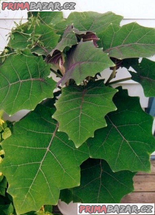 Solanum quitoense - Narančila Balení obsahuje 5 semen