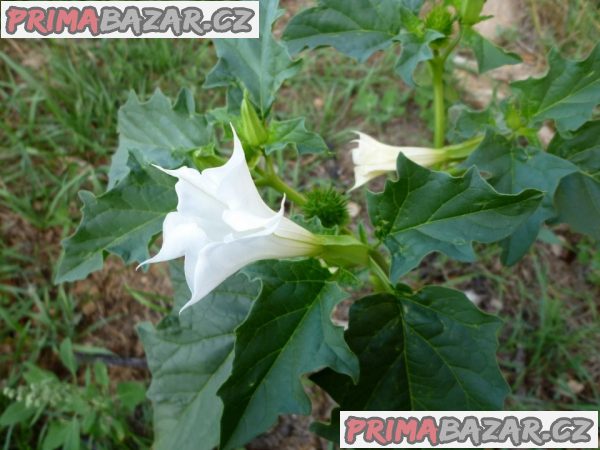 Datura Stramonium - Durman obecný Balení obsahuje 50 semen