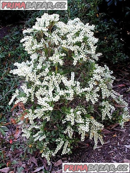 Pieris Japonica Balení obsahuje 100 semen