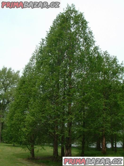 Metasequoia Glyptostroboides - Metasekvoj čínská Balení obsahuje 15 semen