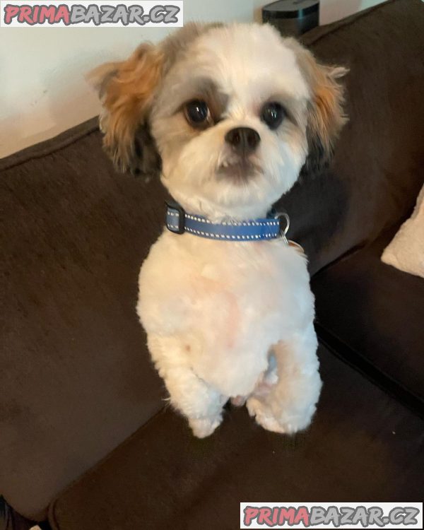 Rozkošné štěně Shih Tzu připravené k adopci