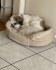 Rozkošné štěně Shih Tzu připravené k adopci