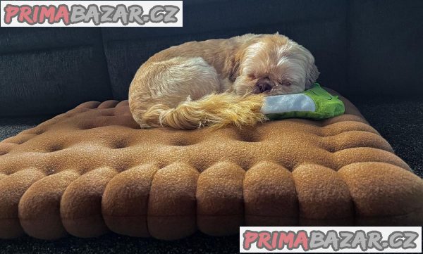 Rozkošné štěně Shih Tzu připravené k adopci