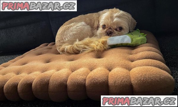 Rozkošné štěně Shih Tzu připravené k adopci